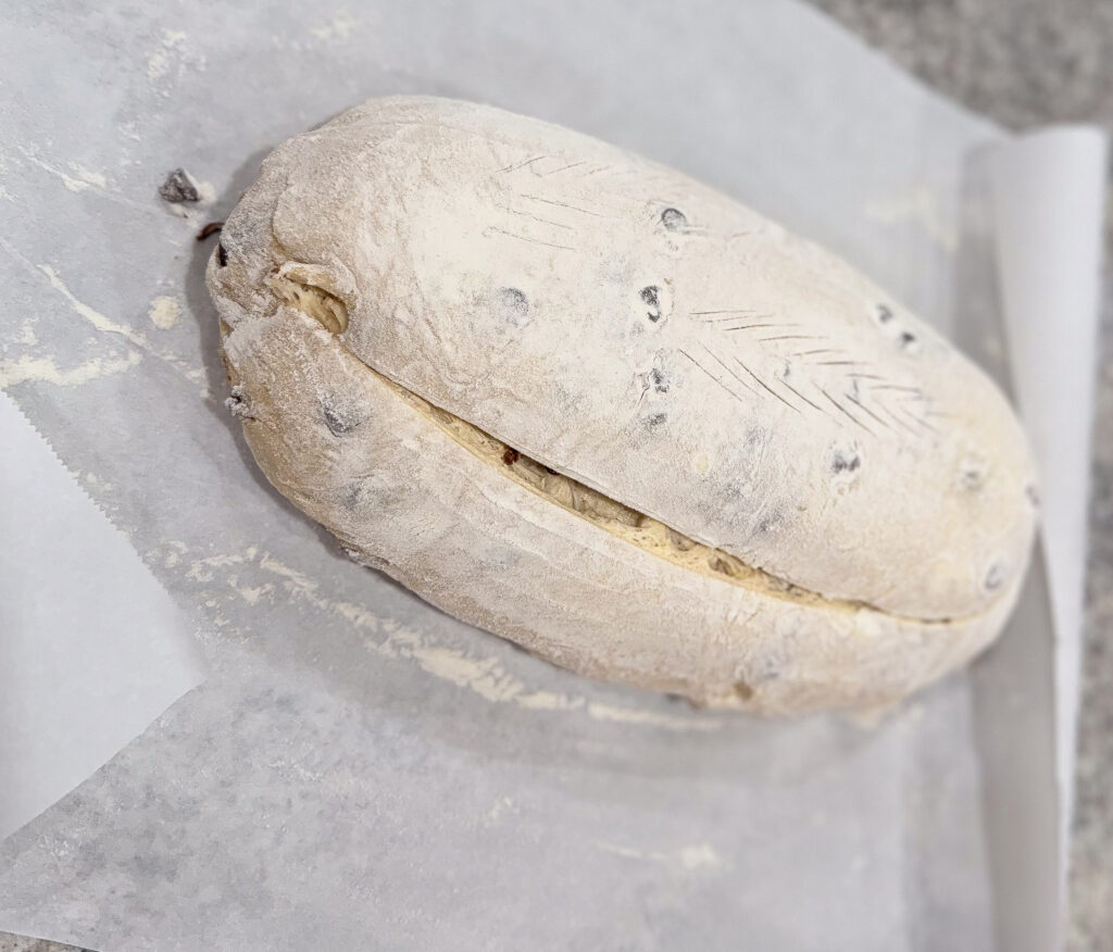 A fully proofed chocolate chip sourdough croissant bread loaf dusted with flour and scored on top, sitting on parchment paper before baking.
